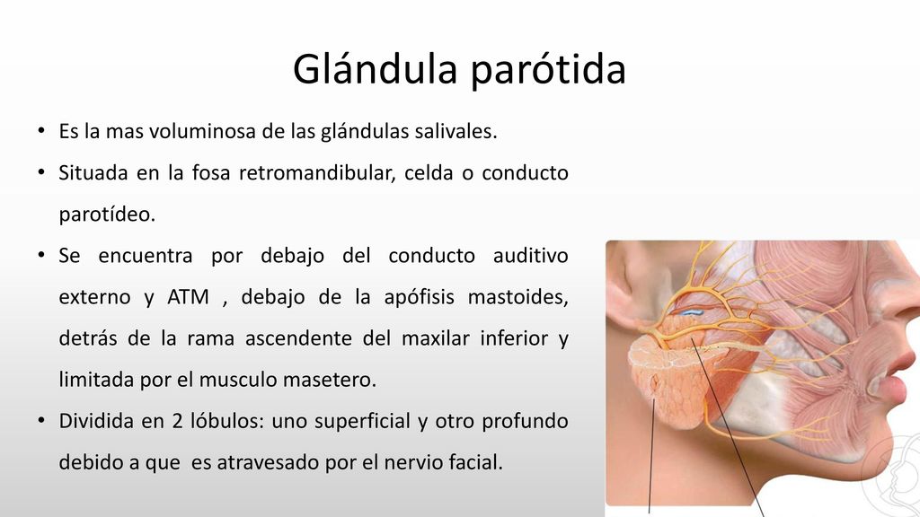 Glándula parótida Es la mas voluminosa de las glándulas salivales.