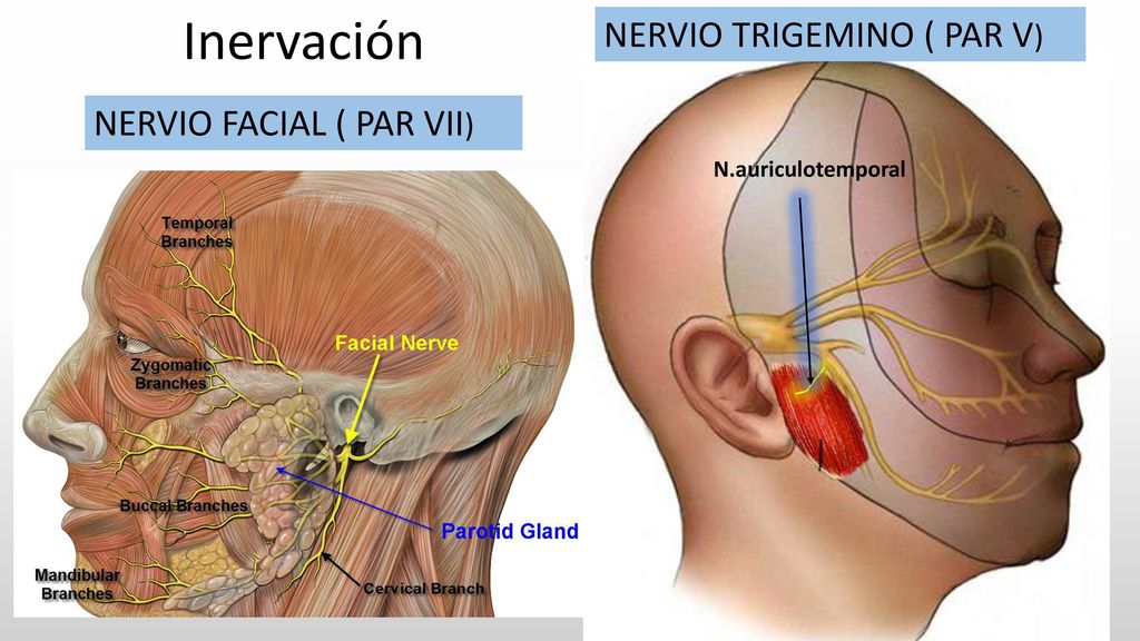 Inervación NERVIO TRIGEMINO ( PAR V) NERVIO FACIAL ( PAR VII)