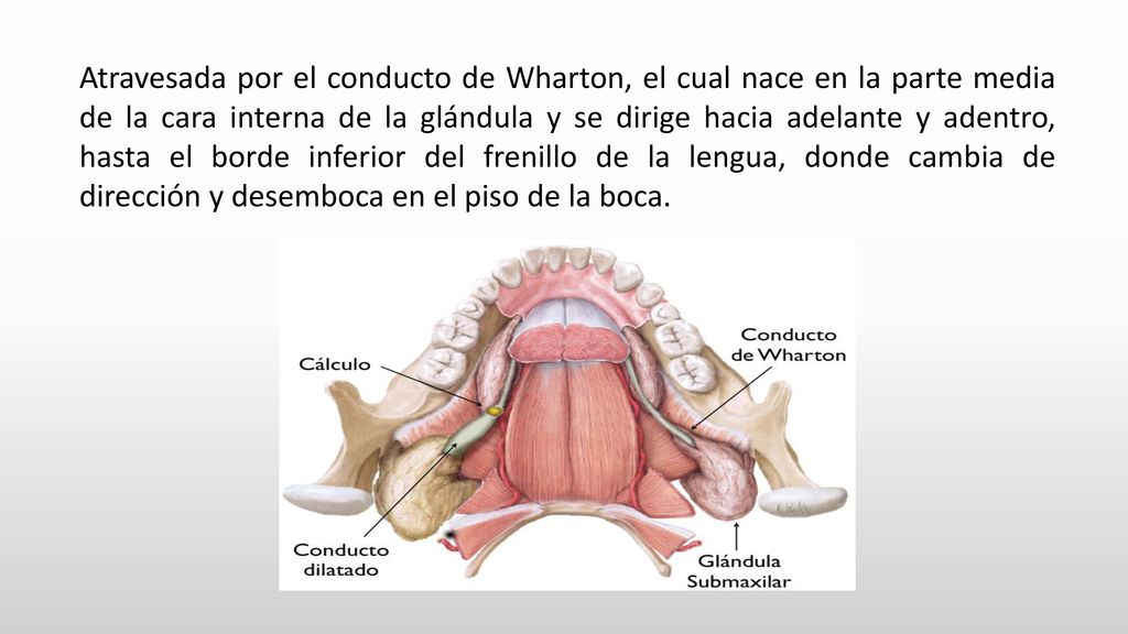 Atravesada por el conducto de Wharton, el cual nace en la parte media de la cara interna de la glándula y se dirige hacia adelante y adentro, hasta el borde inferior del frenillo de la lengua, donde cambia de dirección y desemboca en el piso de la boca.