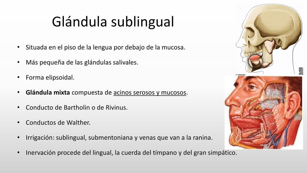 Glándula sublingual Situada en el piso de la lengua por debajo de la mucosa. Más pequeña de las glándulas salivales.