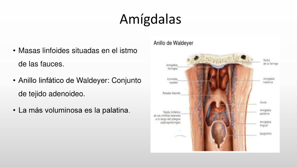 Amígdalas Masas linfoides situadas en el istmo de las fauces.