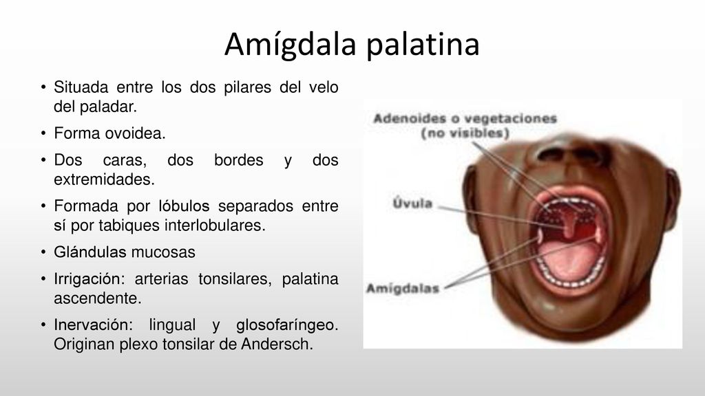 Amígdala palatina Situada entre los dos pilares del velo del paladar.