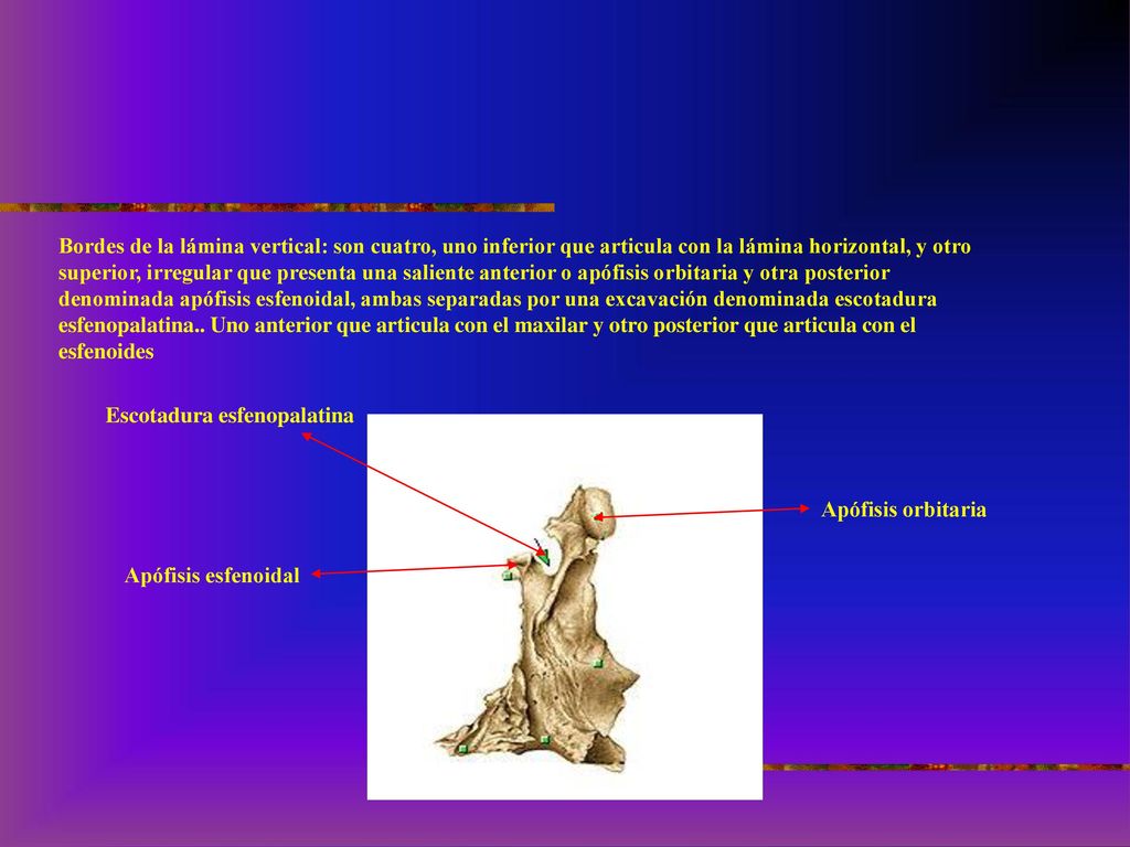 Bordes de la lámina vertical: son cuatro, uno inferior que articula con la lámina horizontal, y otro superior, irregular que presenta una saliente anterior o apófisis orbitaria y otra posterior denominada apófisis esfenoidal, ambas separadas por una excavación denominada escotadura esfenopalatina.. Uno anterior que articula con el maxilar y otro posterior que articula con el esfenoides
