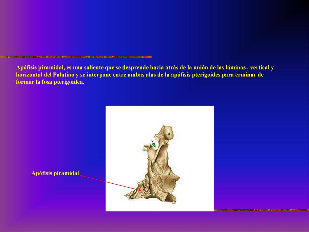 Apófisis piramidal, es una saliente que se desprende hacia atrás de la unión de las láminas , vertical y horizontal del Palatino y se interpone entre ambas alas de la apófisis pterigoides para erminar de formar la fosa pterigoidea.