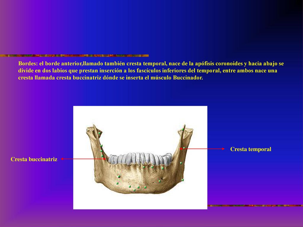 Bordes: el borde anterior,llamado también cresta temporal, nace de la apófisis coronoides y hacia abajo se divide en dos labios que prestan inserción a los fascículos inferiores del temporal, entre ambos nace una cresta llamada cresta buccinatriz dónde se inserta el músculo Buccinador.