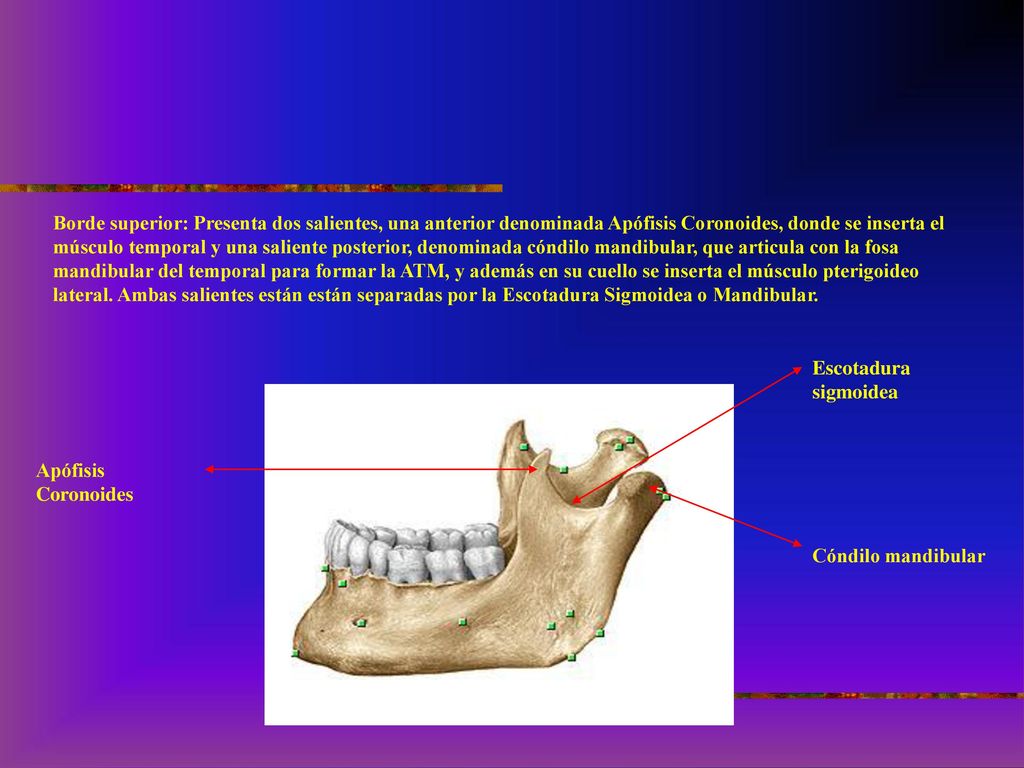 Borde superior: Presenta dos salientes, una anterior denominada Apófisis Coronoides, donde se inserta el músculo temporal y una saliente posterior, denominada cóndilo mandibular, que articula con la fosa mandibular del temporal para formar la ATM, y además en su cuello se inserta el músculo pterigoideo lateral. Ambas salientes están están separadas por la Escotadura Sigmoidea o Mandibular.