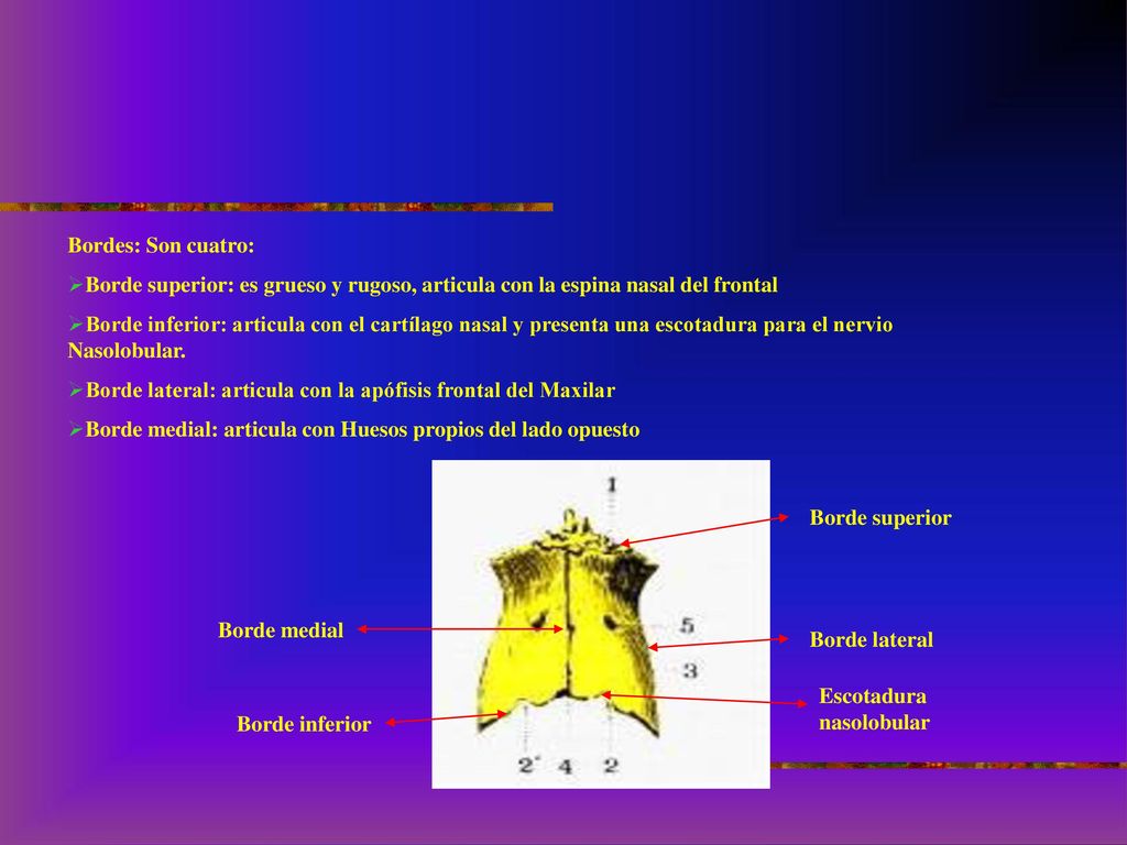 Bordes: Son cuatro: Borde superior: es grueso y rugoso, articula con la espina nasal del frontal.