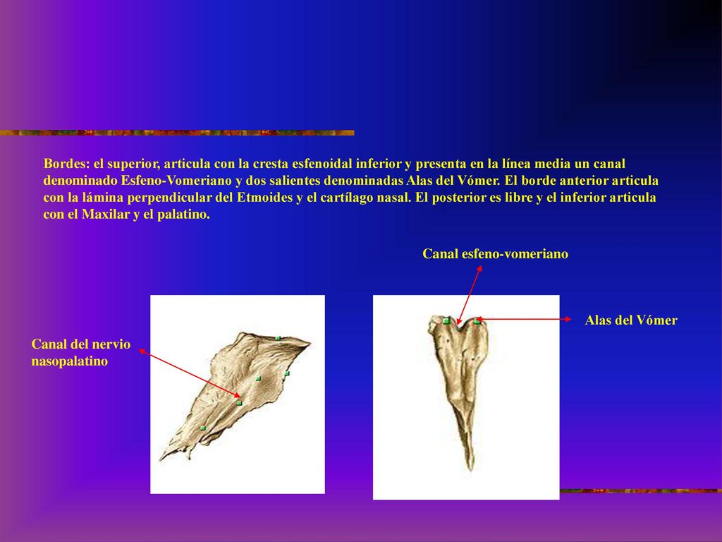Bordes: el superior, articula con la cresta esfenoidal inferior y presenta en la línea media un canal denominado Esfeno-Vomeriano y dos salientes denominadas Alas del Vómer. El borde anterior articula con la lámina perpendicular del Etmoides y el cartílago nasal. El posterior es libre y el inferior articula con el Maxilar y el palatino.