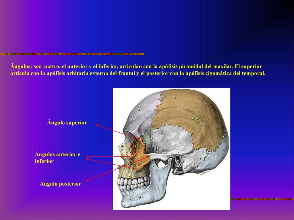 Ángulos: son cuatro, el anterior y el inferior, articulan con la apófisis piramidal del maxilar. El superior articula con la apófisis orbitaria externa del frontal y el posterior con la apófisis cigomática del temporal.