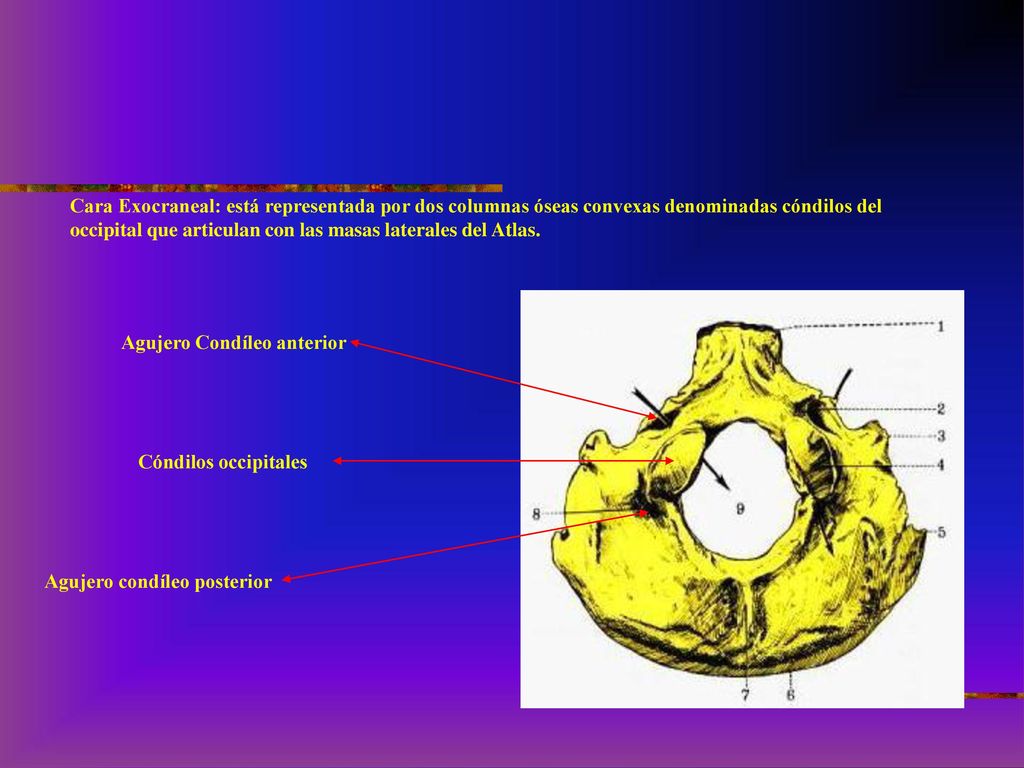 Cara Exocraneal: está representada por dos columnas óseas convexas denominadas cóndilos del occipital que articulan con las masas laterales del Atlas.