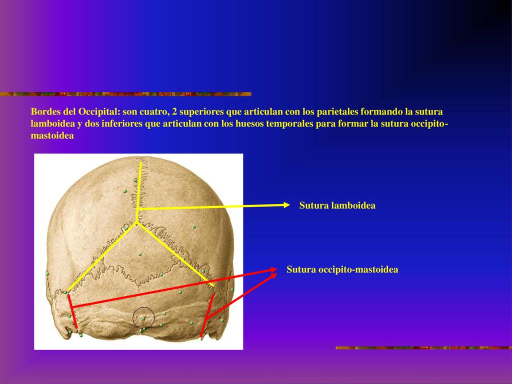 Bordes del Occipital: son cuatro, 2 superiores que articulan con los parietales formando la sutura lamboidea y dos inferiores que articulan con los huesos temporales para formar la sutura occipito-mastoidea