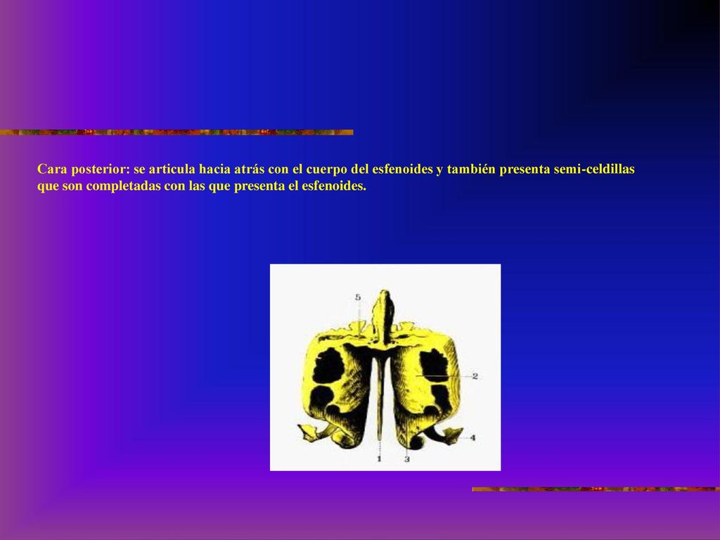 Cara posterior: se articula hacia atrás con el cuerpo del esfenoides y también presenta semi-celdillas que son completadas con las que presenta el esfenoides.