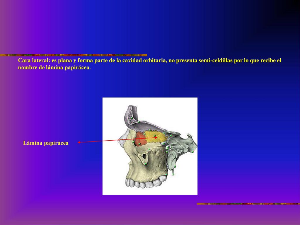 Cara lateral: es plana y forma parte de la cavidad orbitaria, no presenta semi-celdillas por lo que recibe el nombre de lámina papirácea.