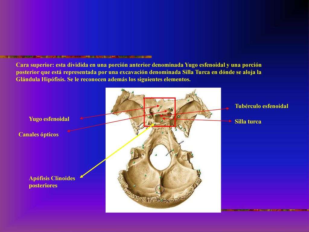 Cara superior: esta dividida en una porción anterior denominada Yugo esfenoidal y una porción posterior que está representada por una excavación denominada Silla Turca en dónde se aloja la Glándula Hipófisis. Se le reconocen además los siguientes elementos.
