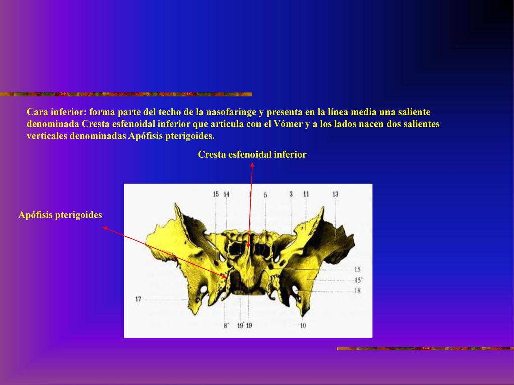 Cara inferior: forma parte del techo de la nasofaringe y presenta en la línea media una saliente denominada Cresta esfenoidal inferior que articula con el Vómer y a los lados nacen dos salientes verticales denominadas Apófisis pterigoides.