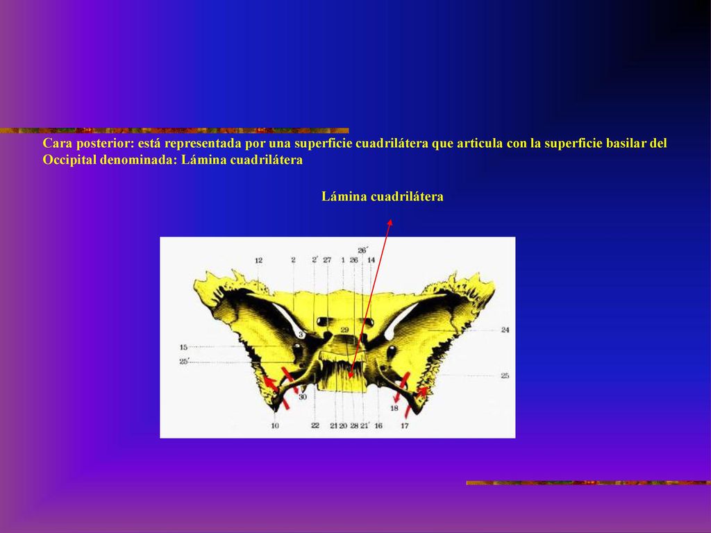 Cara posterior: está representada por una superficie cuadrilátera que articula con la superficie basilar del Occipital denominada: Lámina cuadrilátera