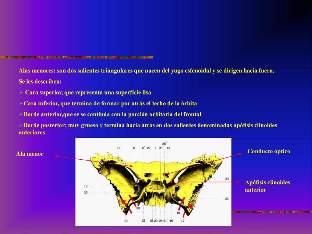Alas menores: son dos salientes triangulares que nacen del yugo esfenoidal y se dirigen hacia fuera.