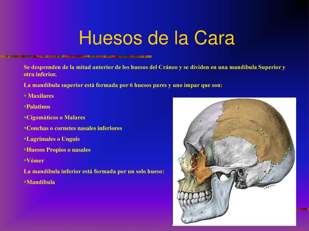 Huesos de la Cara Se desprenden de la mitad anterior de los huesos del Cráneo y se dividen en una mandíbula Superior y otra inferior.