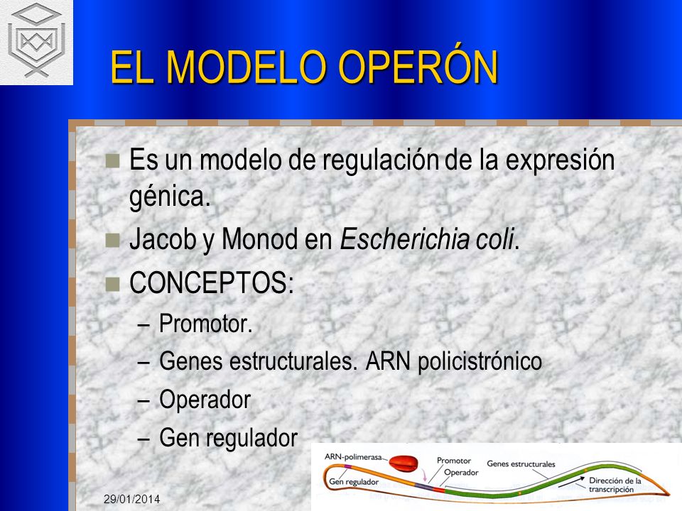 EL MODELO OPERÓN Es un modelo de regulación de la expresión génica.