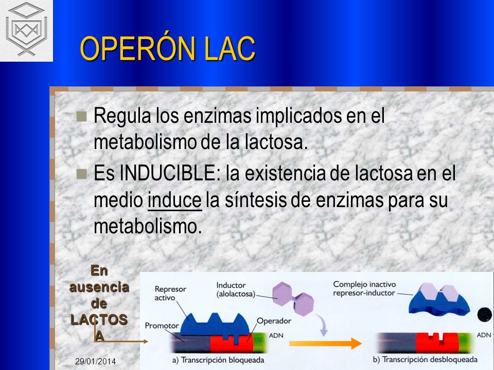 OPERÓN LAC Regula los enzimas implicados en el metabolismo de la lactosa.