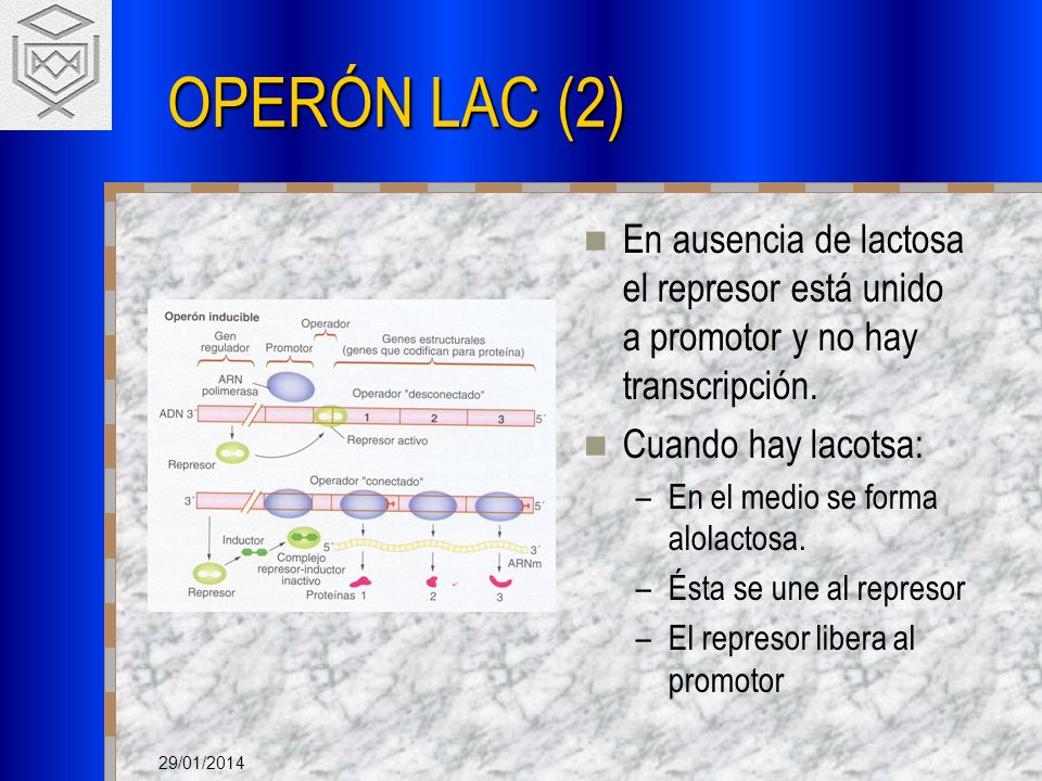OPERÓN LAC (2) En ausencia de lactosa el represor está unido a promotor y no hay transcripción. Cuando hay lacotsa: