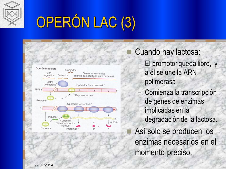 OPERÓN LAC (3) Cuando hay lactosa: