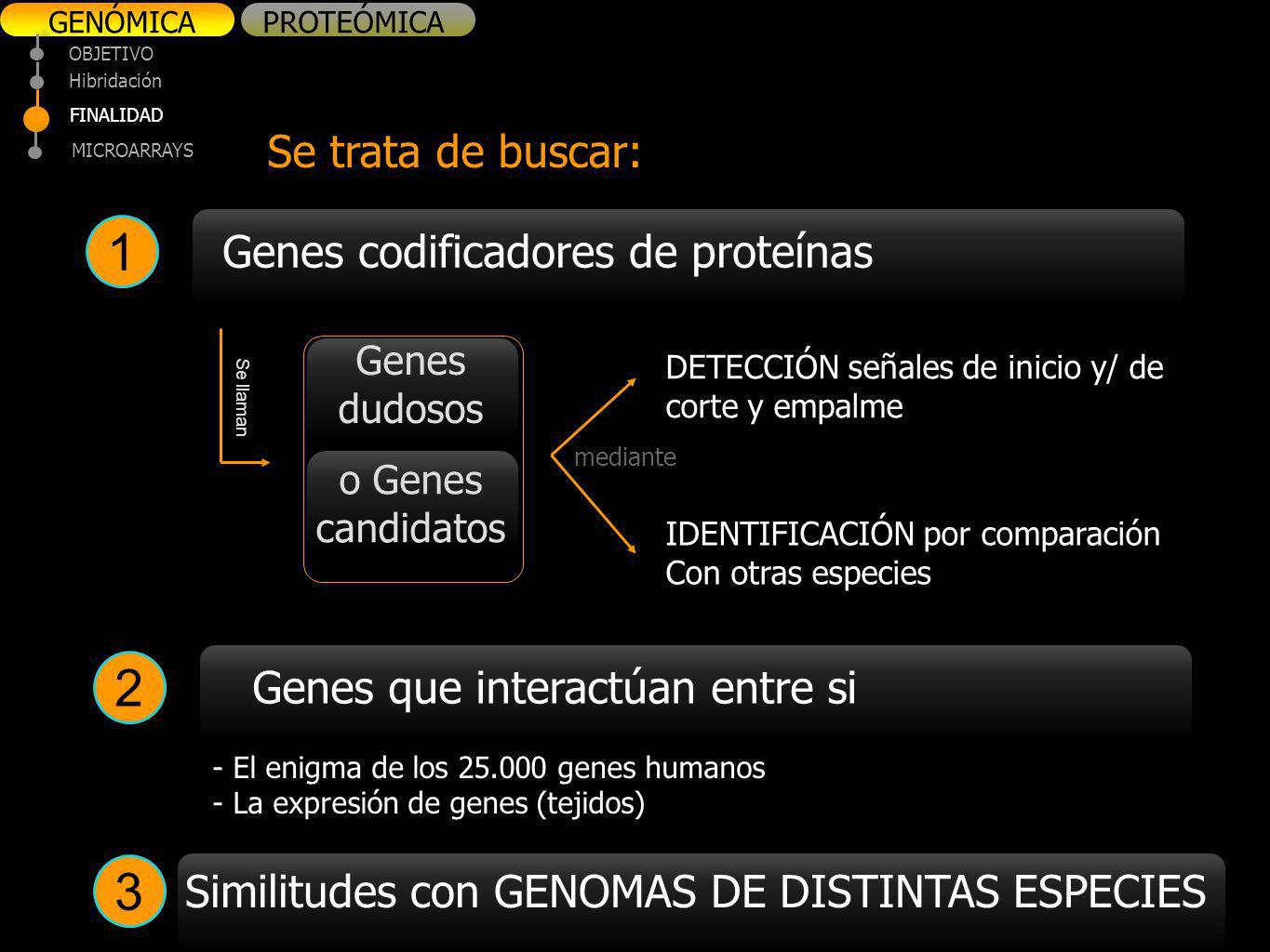 1 2 3 Se trata de buscar: Genes codificadores de proteínas