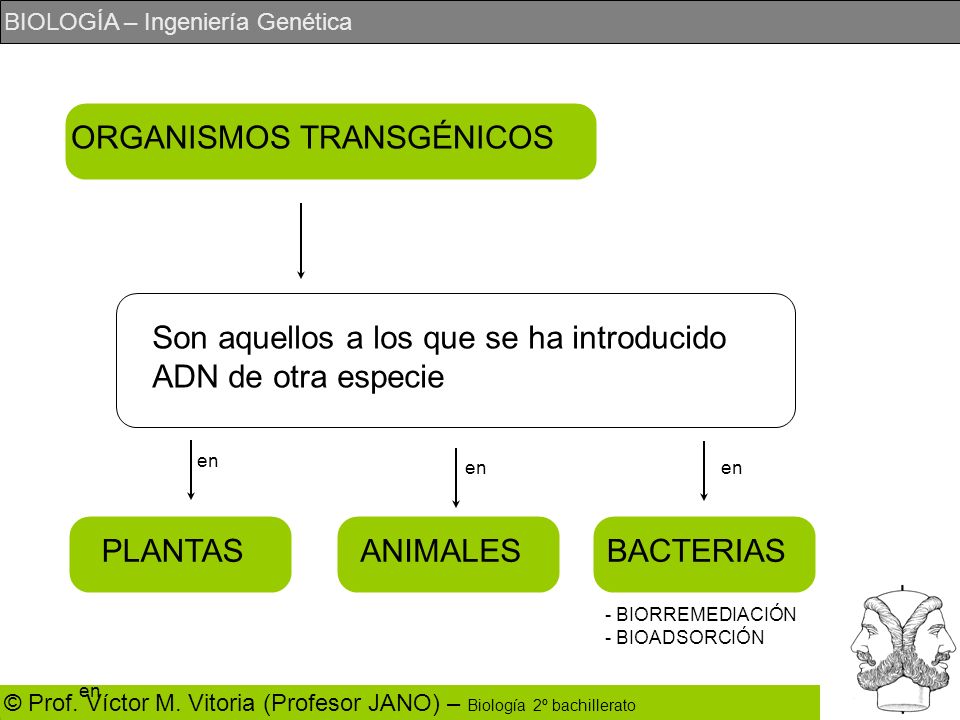 ORGANISMOS TRANSGÉNICOS