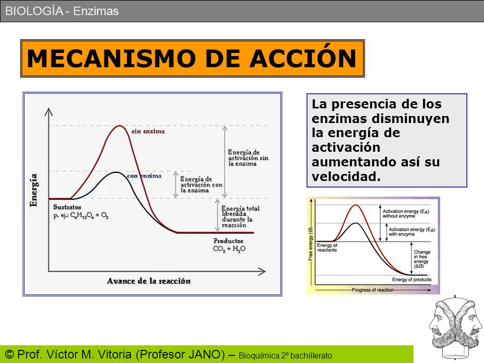MECANISMO DE ACCIÓN La presencia de los enzimas disminuyen la energía de activación aumentando así su velocidad.