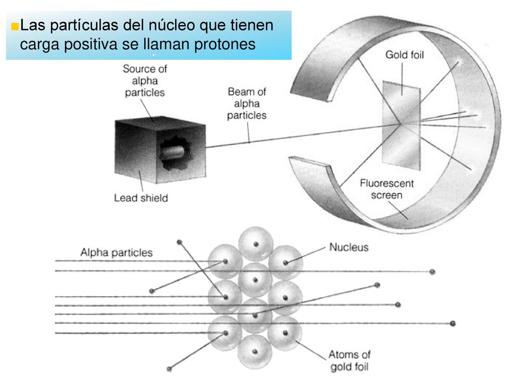Las partículas del núcleo que tienen carga positiva se llaman protones