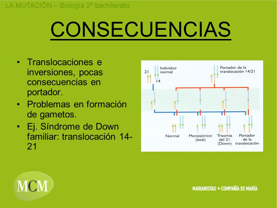 CONSECUENCIAS Translocaciones e inversiones, pocas consecuencias en portador. Problemas en formación de gametos.