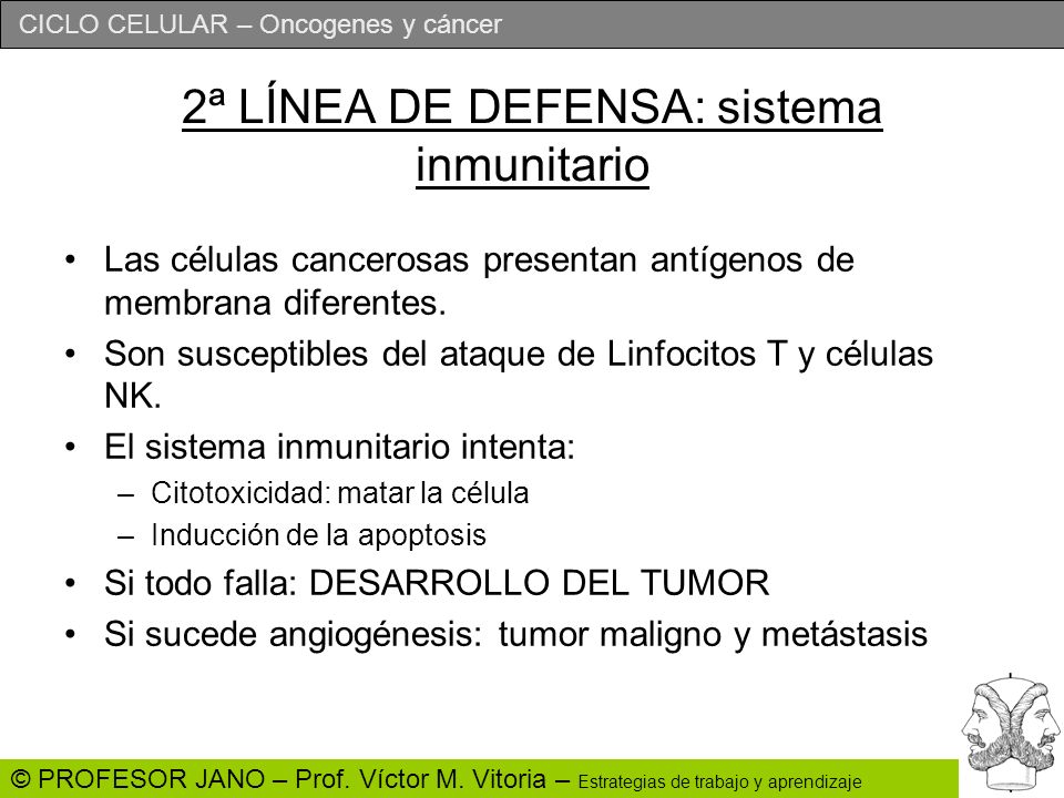 2ª LÍNEA DE DEFENSA: sistema inmunitario