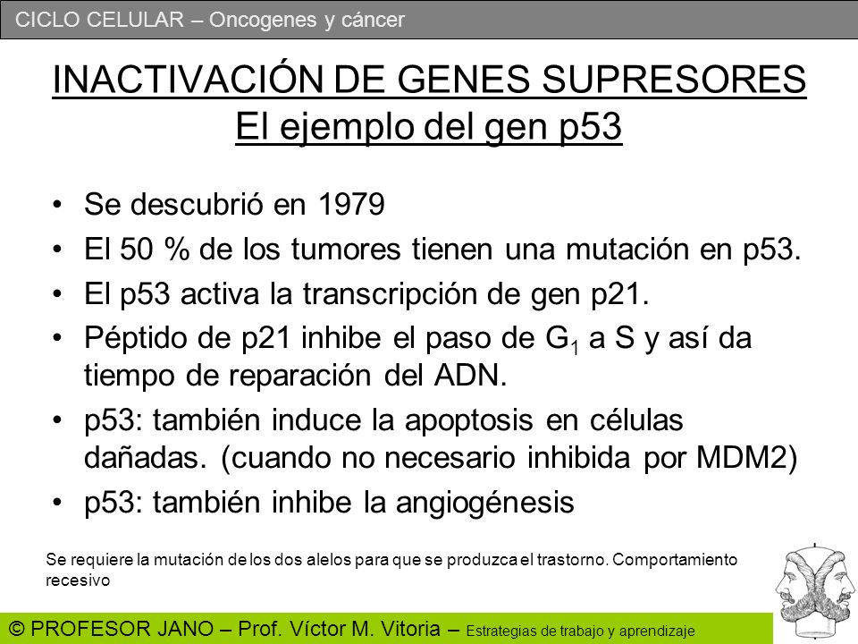 INACTIVACIÓN DE GENES SUPRESORES El ejemplo del gen p53