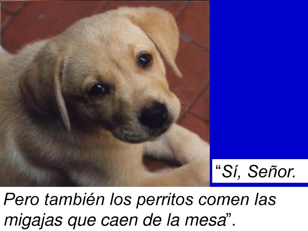 Sí, Señor. Pero también los perritos comen las migajas que caen de la mesa .