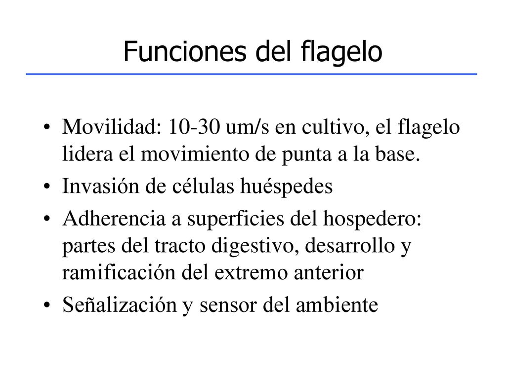Funciones del flagelo Movilidad: um/s en cultivo, el flagelo lidera el movimiento de punta a la base.