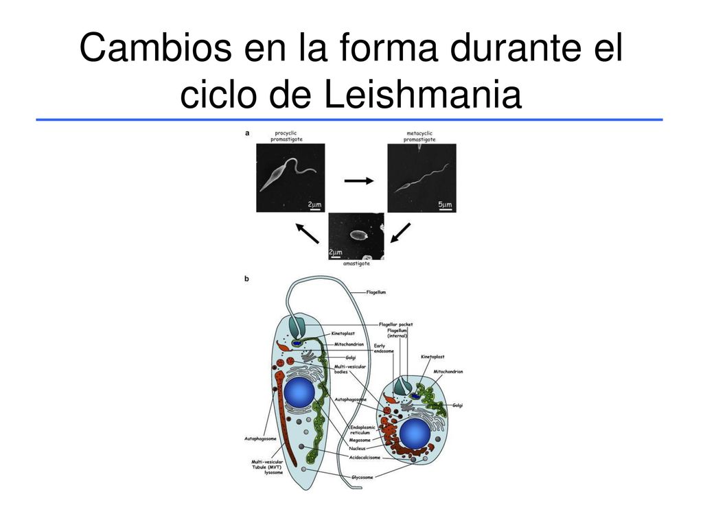 Cambios en la forma durante el ciclo de Leishmania