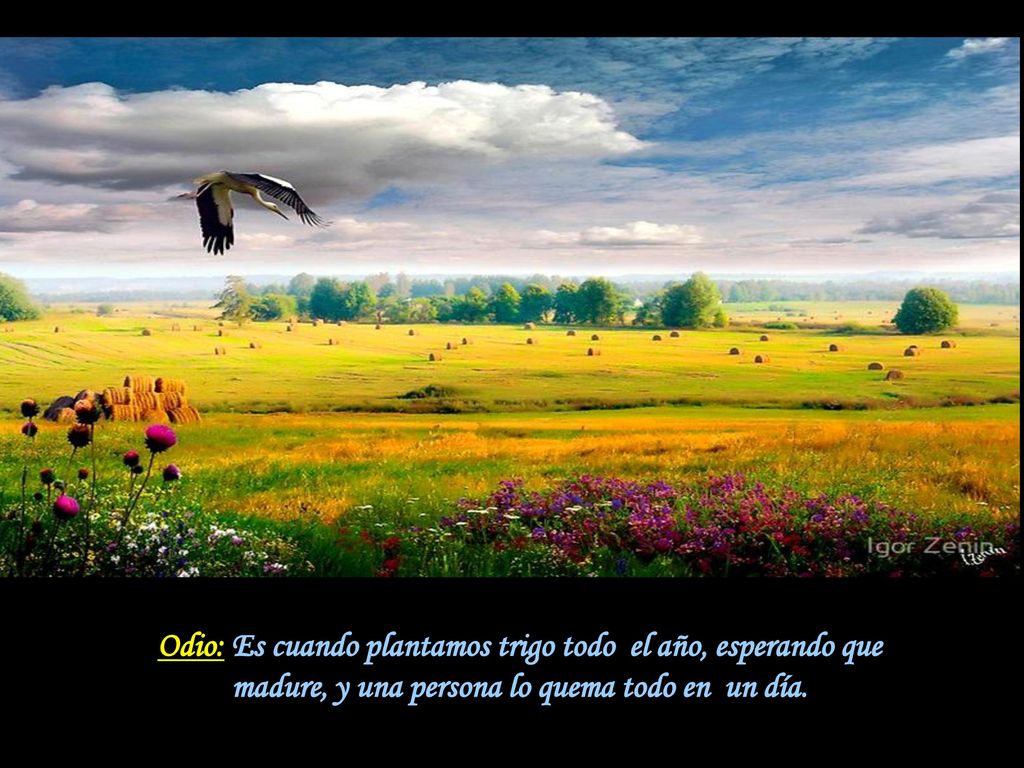 Odio: Es cuando plantamos trigo todo el año, esperando que madure, y una persona lo quema todo en un día.
