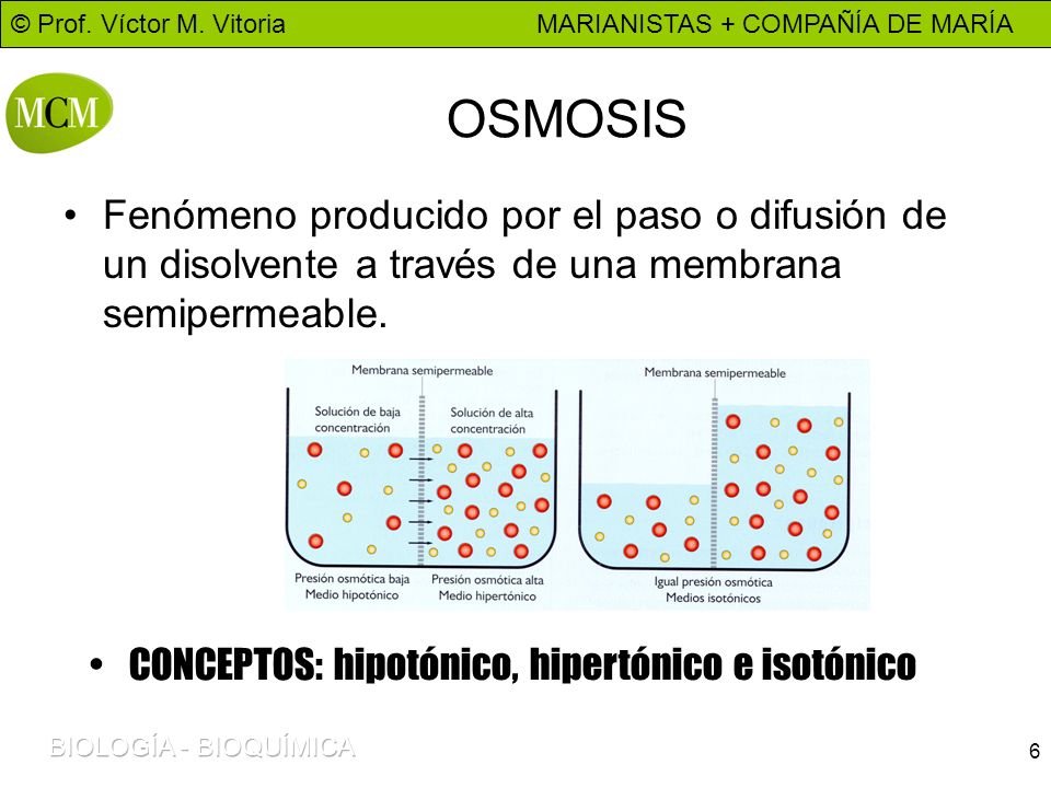 OSMOSIS Fenómeno producido por el paso o difusión de un disolvente a través de una membrana semipermeable.