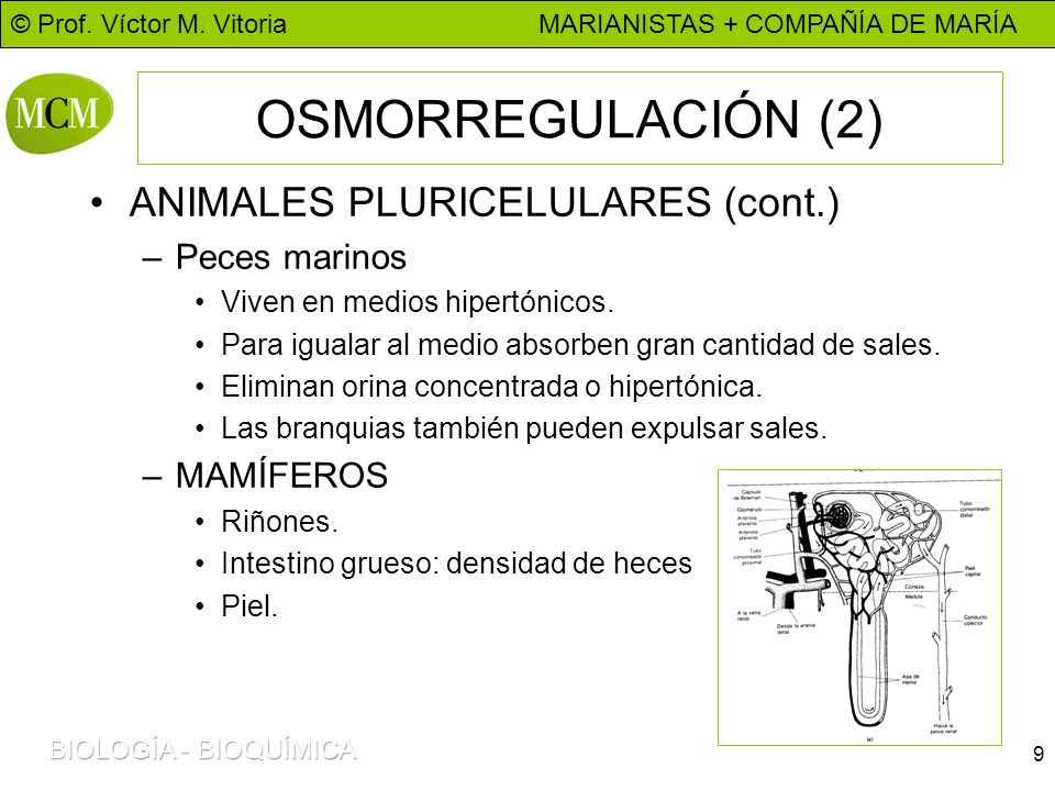 OSMORREGULACIÓN (2) ANIMALES PLURICELULARES (cont.) Peces marinos