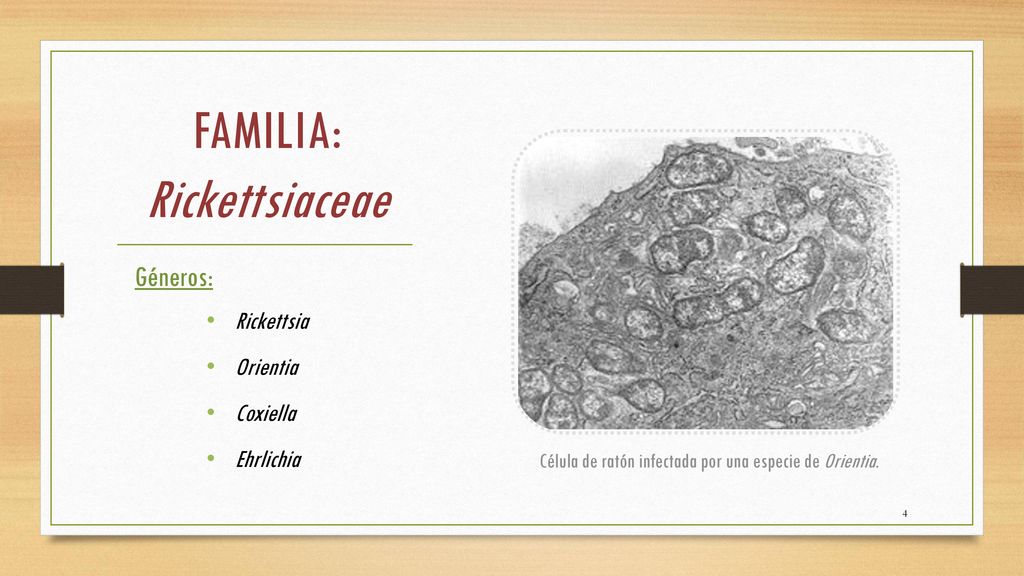 Célula de ratón infectada por una especie de Orientia.