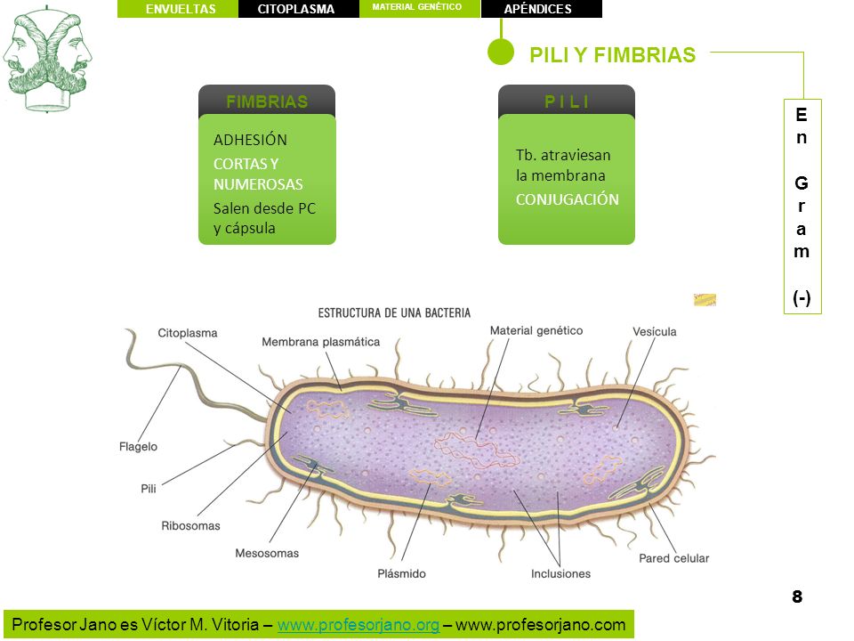 PILI Y FIMBRIAS E n G r a m (-) FIMBRIAS P I L I ADHESIÓN