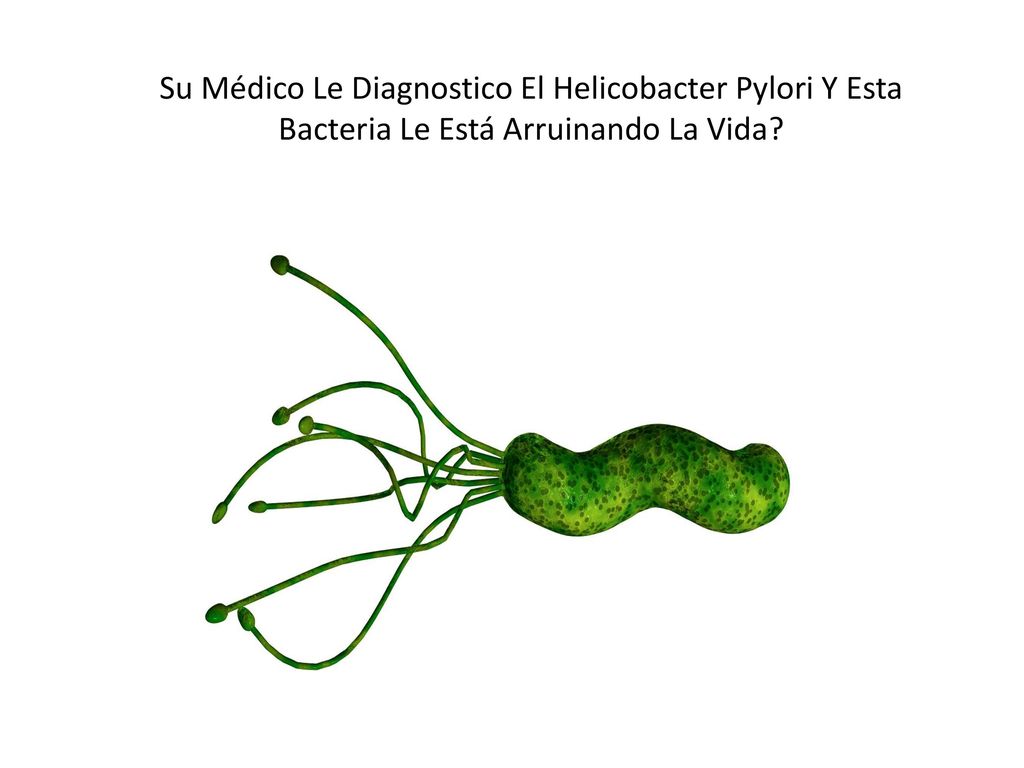 Su Médico Le Diagnostico El Helicobacter Pylori Y Esta Bacteria Le Está Arruinando La Vida