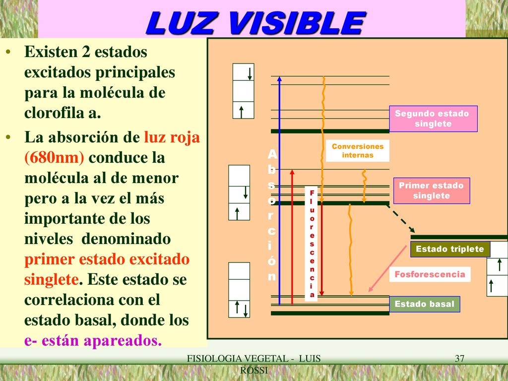 LUZ VISIBLE Existen 2 estados excitados principales para la molécula de clorofila a.