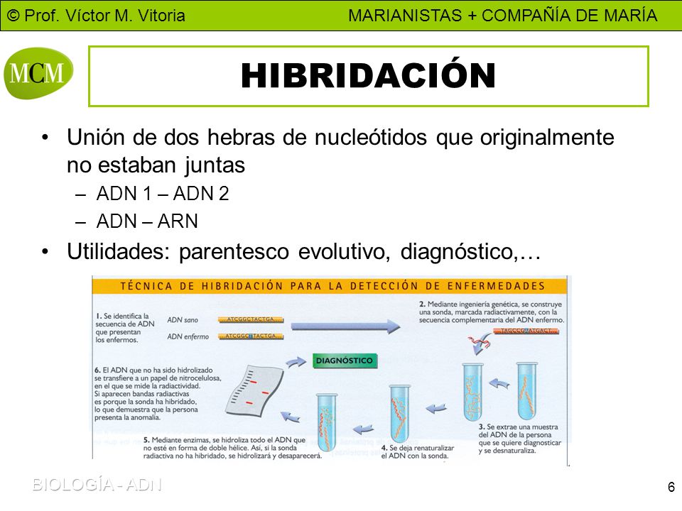 HIBRIDACIÓN Unión de dos hebras de nucleótidos que originalmente no estaban juntas. ADN 1 – ADN 2.