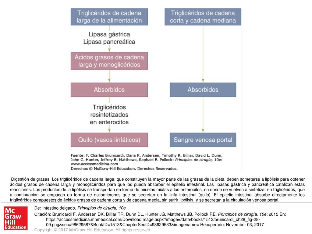 Digestión de grasas. Los triglicéridos de cadena larga, que constituyen la mayor parte de las grasas de la dieta, deben someterse a lipólisis para obtener ácidos grasos de cadena larga y monoglicéridos para que los pueda absorber el epitelio intestinal. Las lipasas gástrica y pancreática catalizan estas reacciones. Los productos de la lipólisis se transportan en forma de micelas mixtas a los enterocitos, en donde se vuelven a sintetizar en triglicéridos, que a continuación se empacan en forma de quilomicrones que se secretan en la linfa intestinal (quilo). El epitelio intestinal absorbe directamente los triglicéridos compuestos de ácidos grasos de cadena corta y de cadena media, sin sufrir lipólisis, y se secretan a la circulación venosa portal.
