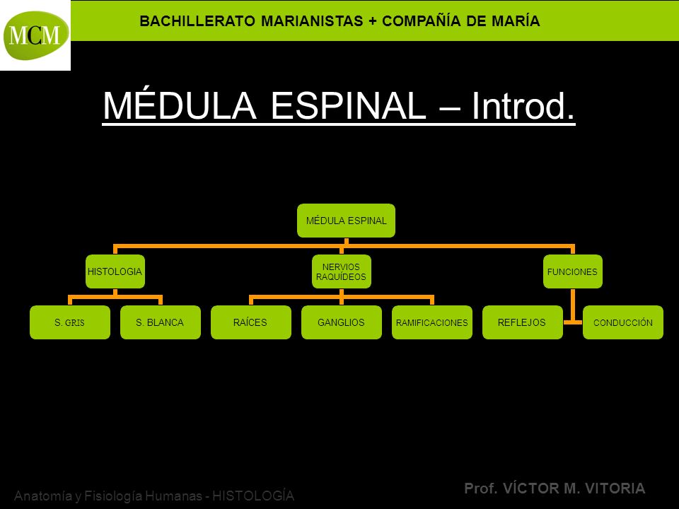 MÉDULA ESPINAL – Introd.