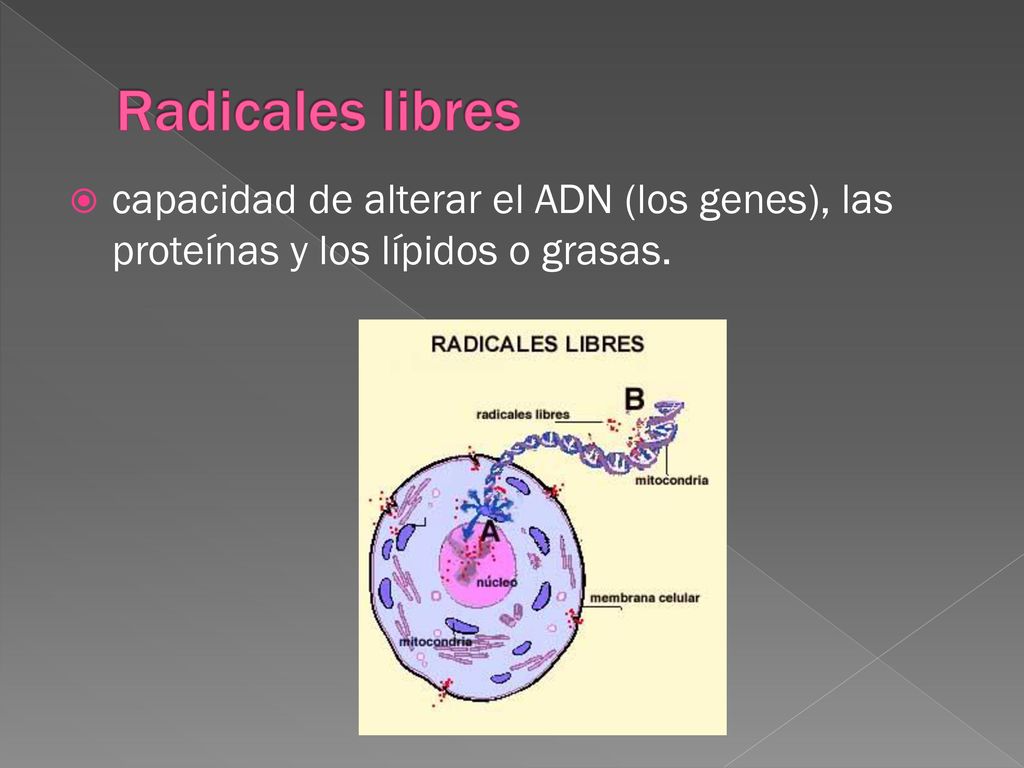 Radicales libres capacidad de alterar el ADN (los genes), las proteínas y los lípidos o grasas.
