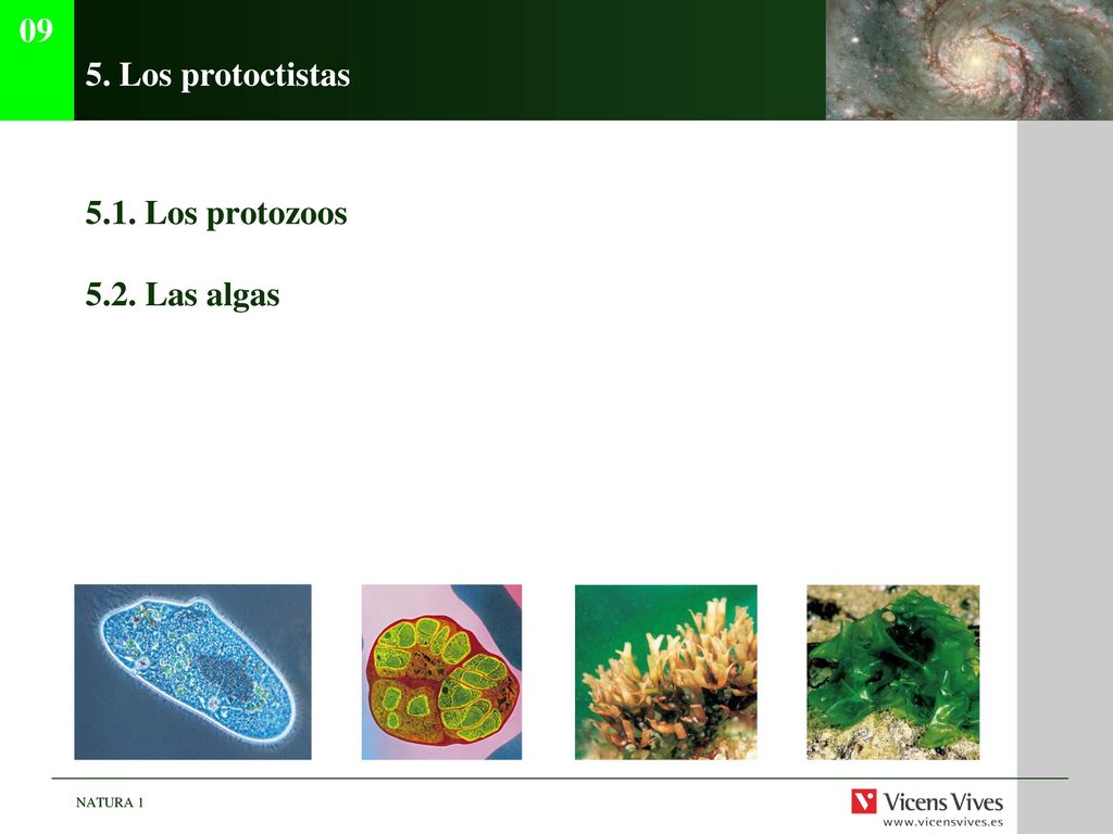 09 5. Los protoctistas 5.1. Los protozoos 5.2. Las algas