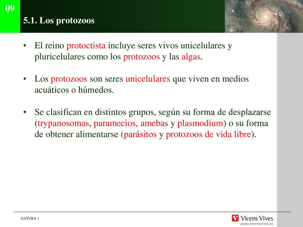 Los protozoos. El reino protoctista incluye seres vivos unicelulares y pluricelulares como los protozoos y las algas.