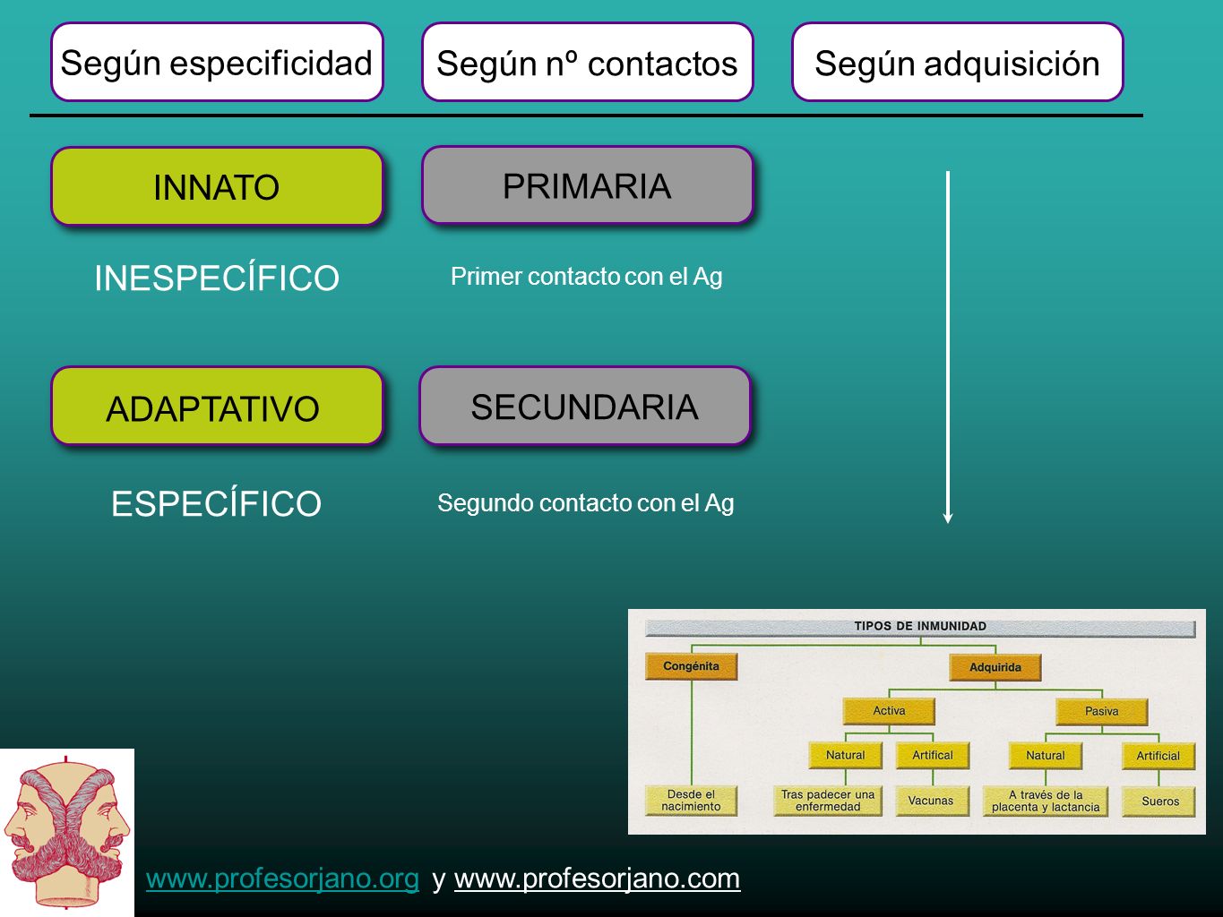 Según especificidad Según nº contactos Según adquisición INNATO